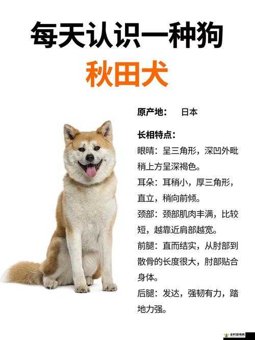 阴阳师秋田犬加成效果全面解析及宠物后院秋田犬解锁步骤指南